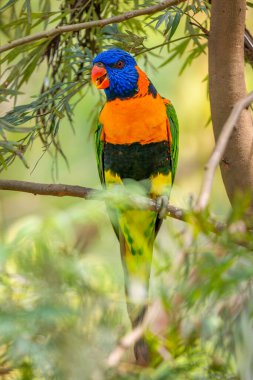 Kırmızı yakalı Lorikeet - Trichoglossus rubritorquis, Avustralya ormanları ve ormanlarından güzel renkli papağan.