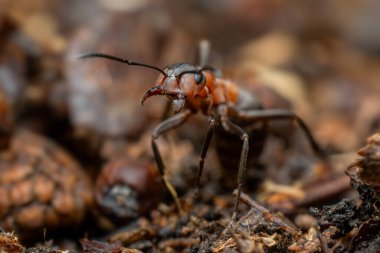 Kızıl Orman Karınca - Formika Rufa, Avrupa ormanları ve ormanlık alanlardan yaygın popüler orman böceği, Zlin, Çek Cumhuriyeti.