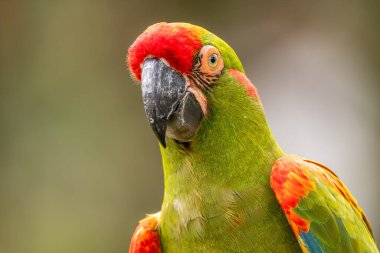 Kırmızı yüzlü Macaw - Ara rubrogenys, güzel büyük yeşil ve kırmızı papağan papağanı ormanlara ve ormanlara ya da Bolivya 'ya özgü..