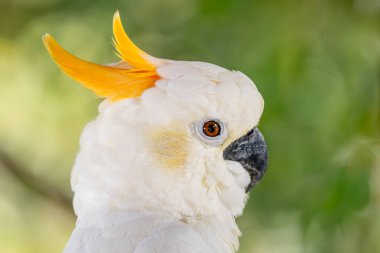 Sarı ibikli kakadu - Kakatua sülfür, Doğu Timor ve Endonezya 'nın Sulawesi adalarından gelen güzel beyaz kakadunun portresi.