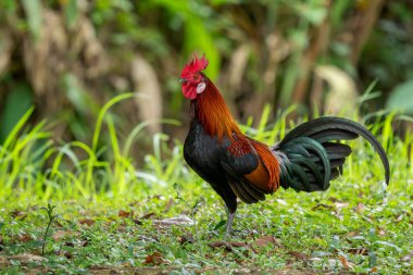 Kızıl Orman Kuşu - Gallus gallus, Güney ve Güneydoğu Asya, Singapur ormanlarından güzel renkli kara kuşu.