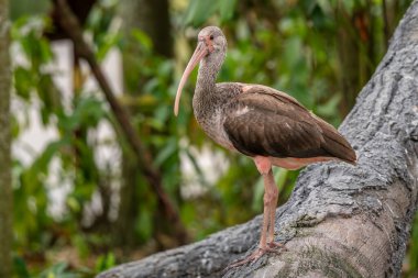 Kızıl Ibis - Eudocimus yakutu, güzel kırmızı ve kahverengi su kuşu Amerika 'daki göller ve nehirlerden, Brezilya.