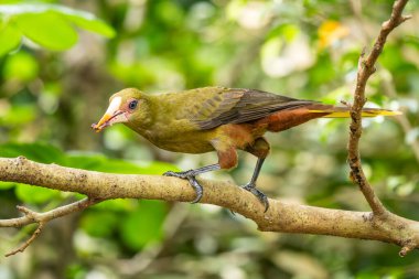 Yeşil Oropendola - Psarocolius viridis, Güney Amerika ormanlarından güzel renkli tüneyen kuş, Brezilya.