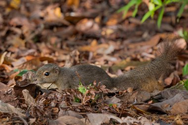 Plantain Squirrel - Callosciurus notatus, Singapur, Güneydoğu Asya ormanları ve ormanlık alanlarından güzel renkli büyük karga balığı.