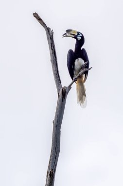 Oriental Pied-horn-bill - Anthracoceros albirostris, Güneydoğu Asya ormanları ve ormanlarından gelen küçük güzel boynuz gagası, Singapur.
