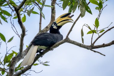 Oriental Pied-horn-bill - Anthracoceros albirostris, Güneydoğu Asya ormanları ve ormanlarından gelen küçük güzel boynuz gagası, Singapur.