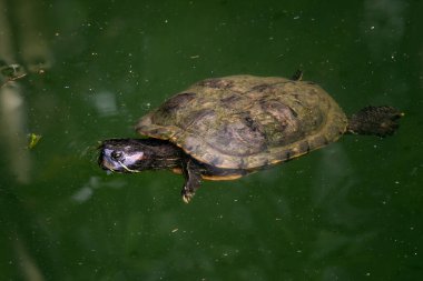 Kırmızı kulaklı Kaypak - Trachemys scripta elegans, Singapur 'dan gelen güzel renkli istilacı kaplumbağa. Popüler hayvan.