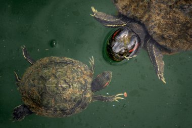 Kırmızı kulaklı Kaypak - Trachemys scripta elegans, Singapur 'dan gelen güzel renkli istilacı kaplumbağa. Popüler hayvan.