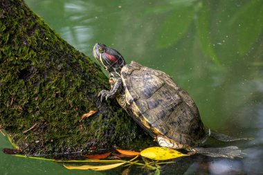 Kırmızı kulaklı Kaypak - Trachemys scripta elegans, Singapur 'dan gelen güzel renkli istilacı kaplumbağa. Popüler hayvan.