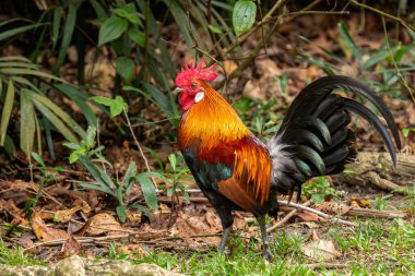 Kızıl Orman Kuşu - Gallus gallus, Güney ve Güneydoğu Asya, Singapur ormanlarından güzel renkli kara kuşu.