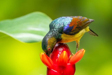 Düz boğazlı Sunbird - Anthreptes malacensis, Güneydoğu Asya bahçelerinden ve Singapur ormanlarından güzel renkli güneş kuşu. 