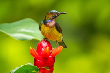 Düz boğazlı Sunbird - Anthreptes malacensis, Güneydoğu Asya bahçelerinden ve Singapur ormanlarından güzel renkli güneş kuşu. 