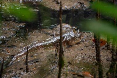 Dev Mudskipper - Periophthalmodon schlosseri, Güney ve Güneydoğu Asya 'nın çamur ve mangrovlarından eşsiz renkli balıklar, Singapur.