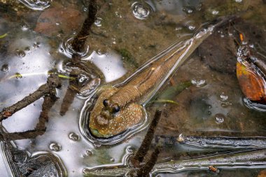Dev Mudskipper - Periophthalmodon schlosseri, Güney ve Güneydoğu Asya 'nın çamur ve mangrovlarından eşsiz renkli balıklar, Singapur.