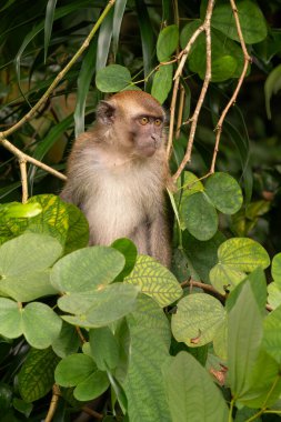 Uzun kuyruklu Macaque - Macaca fascicularis, Güneydoğu Asya ormanları, ağaçlık alanlar ve bahçeler, Singapur.