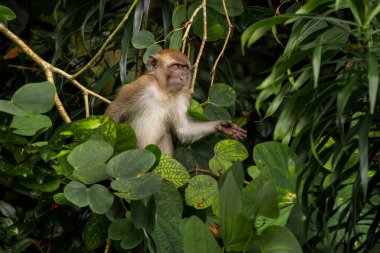 Uzun kuyruklu Macaque - Macaca fascicularis, Güneydoğu Asya ormanları, ağaçlık alanlar ve bahçeler, Singapur.