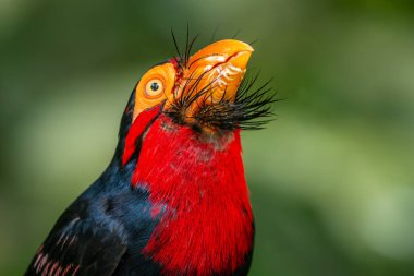 Sakallı Barbet - Lybius dubius, Afrika ormanlarına ve ormanlarına özgü güzel renkli barbetin portresi, Senegal.