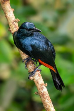 Kırmızı kanatlı Starling - Onychognathus morio, Doğu Afrika ormanları ve ormanlarından güzel renkli sığırcık, Kenya.