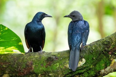 Kırmızı kanatlı Starling - Onychognathus morio, Doğu Afrika ormanları ve ormanlarından güzel renkli sığırcık, Kenya.