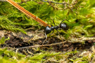 Kara Orman Karıncaları - Lasius fuliginosus, Çek Cumhuriyeti 'nin Avrasya ormanları ve ormanlarından güzel küçük kara orman karıncaları.