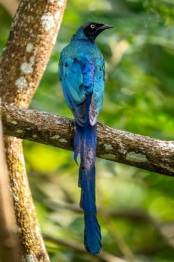 Uzun kuyruklu Glossy Starling - Lamprotornis caudatus, tropikal Afrika ormanları ve ormanlarından eşsiz sığırcıklar, Senegal.