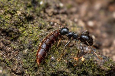 Kara Orman Karıncaları - Lasius fuliginosus, Çek Cumhuriyeti 'nin Avrasya ormanları ve ormanlarından güzel küçük kara orman karıncaları.