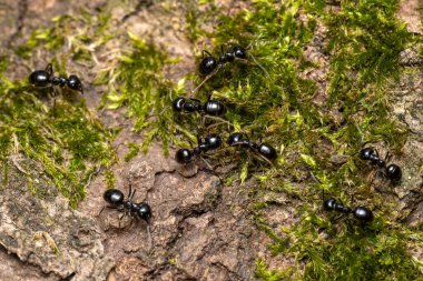 Kara Orman Karıncaları - Lasius fuliginosus, Çek Cumhuriyeti 'nin Avrasya ormanları ve ormanlarından güzel küçük kara orman karıncaları.