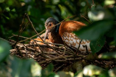 Madagaskar Ibis - Lophotibis cristata, Madagaskar 'a özgü nadir bir kuş nemli ve kuru ormanlar ve ormanlar, Kirindy, Madagaskar.
