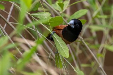 Chestnut Munia - Lonchura atricapilla, küçük kahverengi ve siyah tüneyen kuş Asya çayırlarına ve tarlalarına özgüdür, Singapur.