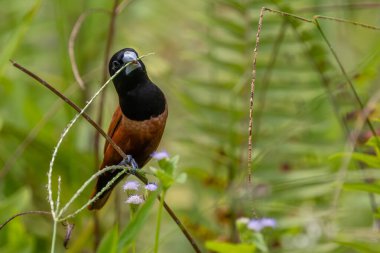 Chestnut Munia - Lonchura atricapilla, küçük kahverengi ve siyah tüneyen kuş Asya çayırlarına ve tarlalarına özgüdür, Singapur.