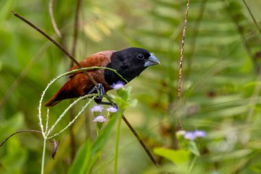 Chestnut Munia - Lonchura atricapilla, küçük kahverengi ve siyah tüneyen kuş Asya çayırlarına ve tarlalarına özgüdür, Singapur.