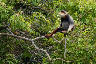 Kırmızı bıçaklı Douc Langur - Pygathrix nemaeus, güzel renkli primat Güneydoğu Asya 'nın tropik ormanlarına özgü endemik, Son Tra, Vietnam.