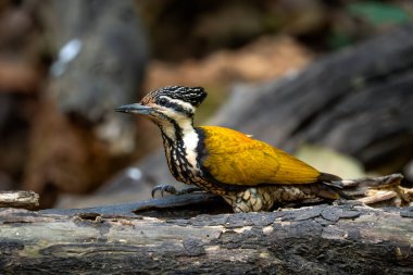 Flameback - Dinopium javanense, güzel renkli ağaçkakan Güneydoğu Asya ormanları ve ormanlarından, Vietnam.