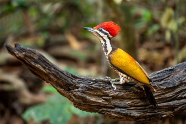 Flameback - Dinopium javanense, güzel renkli ağaçkakan Güneydoğu Asya ormanları ve ormanlarından, Vietnam.