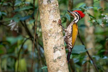 Flameback - Dinopium javanense, güzel renkli ağaçkakan Güneydoğu Asya ormanları ve ormanlarından, Vietnam.