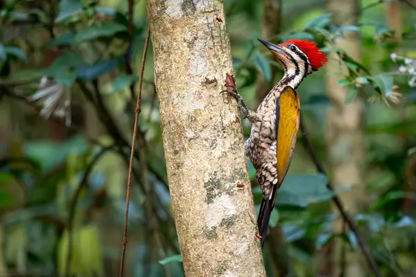 Flameback - Dinopium javanense, güzel renkli ağaçkakan Güneydoğu Asya ormanları ve ormanlarından, Vietnam.