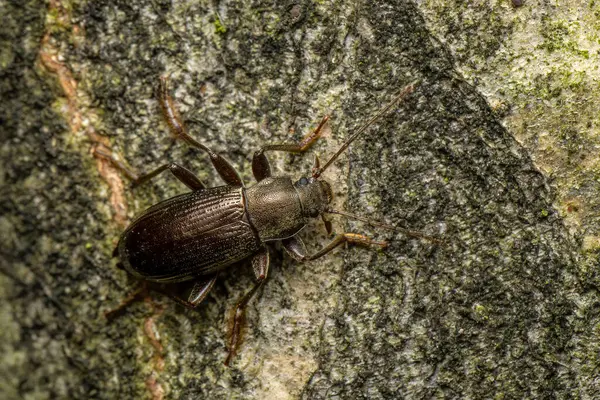 Koyu renkli böcek - Stenomax aeneus, Güneydoğu ve Orta Avrupa 'nın ormanlarına ve ormanlarına özgü güzel metalik böcek, Çek Cumhuriyeti.