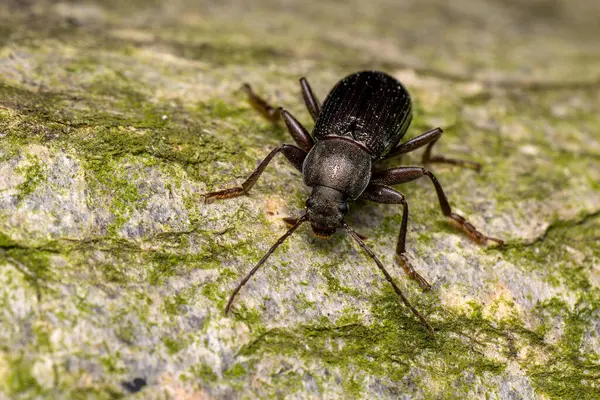 Koyu renkli böcek - Stenomax aeneus, Güneydoğu ve Orta Avrupa 'nın ormanlarına ve ormanlarına özgü güzel metalik böcek, Çek Cumhuriyeti.