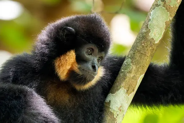 Güney Sarı Yanaklı Cüce Gibbon - Nomascus Gabellae, Güneydoğu Asya, Vietnam 'daki tropikal ormanların tepe örtüsünden güzel kahverengi şebek maymunu.