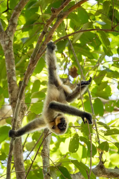 Güney Sarı Yanaklı Cüce Gibbon - Nomascus Gabellae, Güneydoğu Asya, Vietnam 'daki tropikal ormanların tepe örtüsünden güzel kahverengi şebek maymunu.