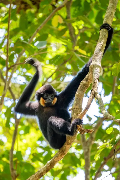 Güney Sarı Yanaklı Cüce Gibbon - Nomascus Gabellae, Güneydoğu Asya, Vietnam 'daki tropikal ormanların tepe örtüsünden güzel kahverengi şebek maymunu.