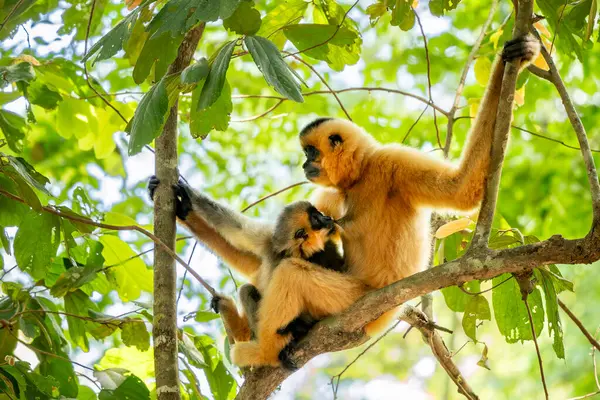 Güney Sarı Yanaklı Cüce Gibbon - Nomascus Gabellae, Güneydoğu Asya, Vietnam 'daki tropikal ormanların tepe örtüsünden güzel kahverengi şebek maymunu.