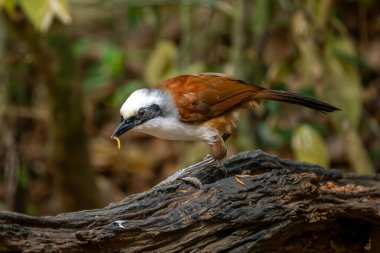 Beyaz armalı Laughingthrush - Garrulax lucolophus, Asya ormanları ve ormanlık alanlardan nadir tüneyen güzel kuş, Vietnam.