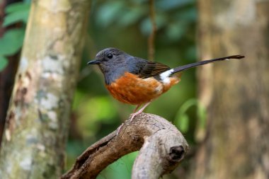 Beyaz popolu Shama - Copsychus malabaricus, güzel ikonik kuş Asya ormanlarından, Vietnam.