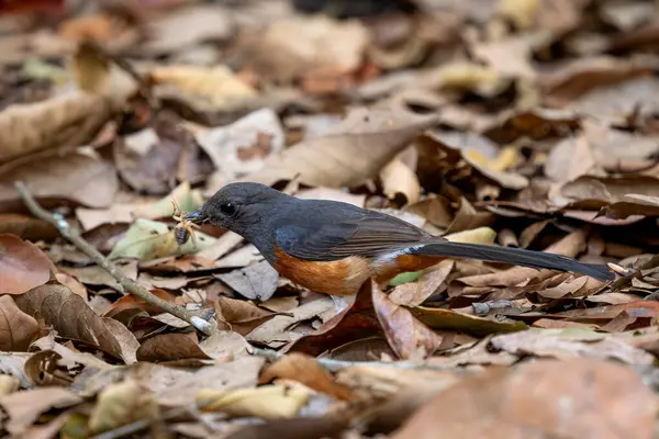 Beyaz popolu Shama - Copsychus malabaricus, güzel ikonik kuş Asya ormanlarından, Vietnam.