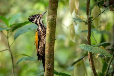Flameback - Dinopium javanense, güzel renkli ağaçkakan Güneydoğu Asya ormanları ve ormanlarından, Vietnam.