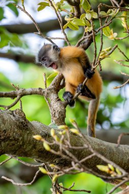 Germain 'in Langur' u - Trachypithecus germaini, Hindistan, Vietnam 'ın tropikal ormanlarına özgü tehlike altındaki eski dünya maymunu.