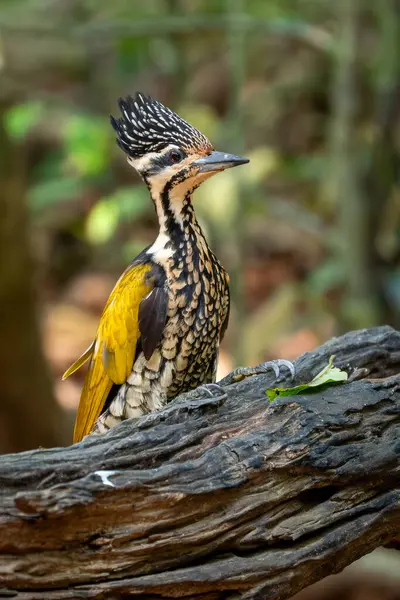 Flameback - Dinopium javanense, güzel renkli ağaçkakan Güneydoğu Asya ormanları ve ormanlarından, Vietnam.