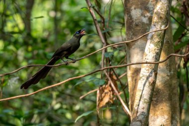 Raket kuyruklu Treepie - Crypsirina temia, Güneydoğu Asya, Vietnam ormanlarına özgü güzel renkli karga ailesi üyesi.