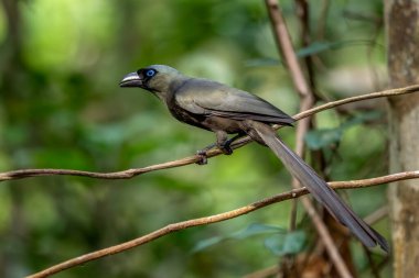 Raket kuyruklu Treepie - Crypsirina temia, Güneydoğu Asya, Vietnam ormanlarına özgü güzel renkli karga ailesi üyesi.